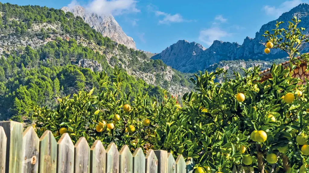 Mallorca zum Verlieben Zitronenbäume