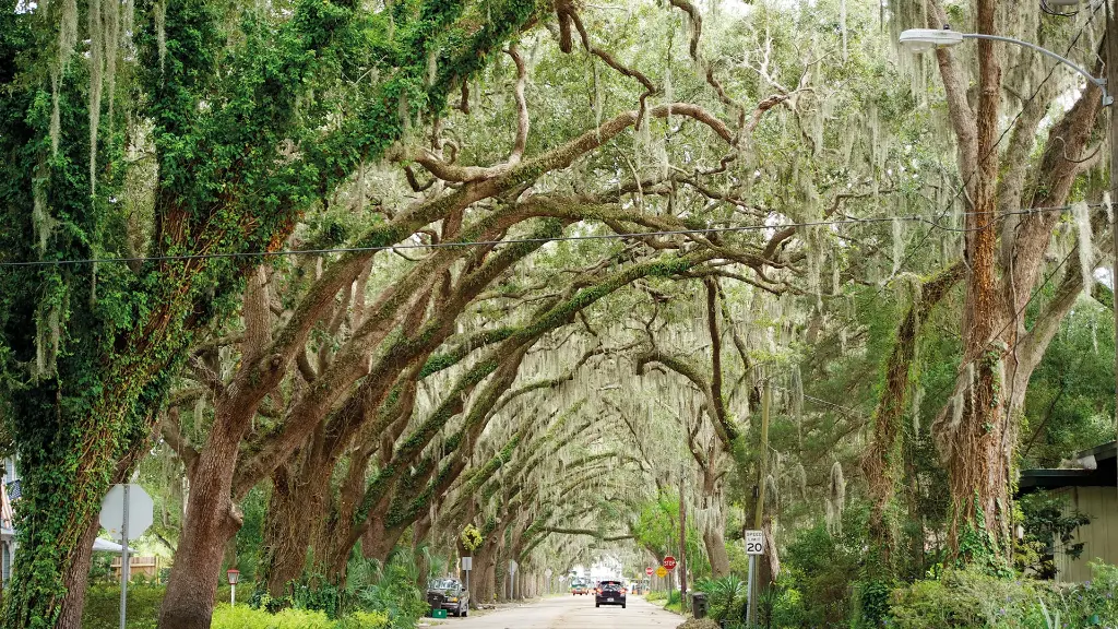6000_Amerikas-Suedstaaten_content_1920x1080px_St-Augustine_Magnolia-Avenue