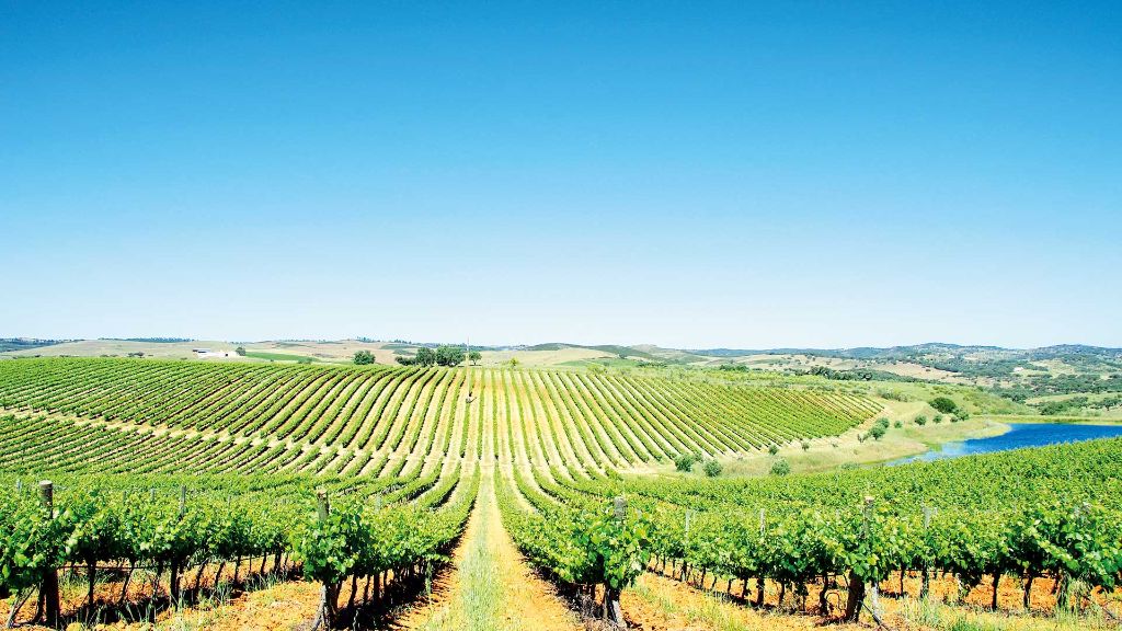 Glanzlichter Portugals Alentejo Wein