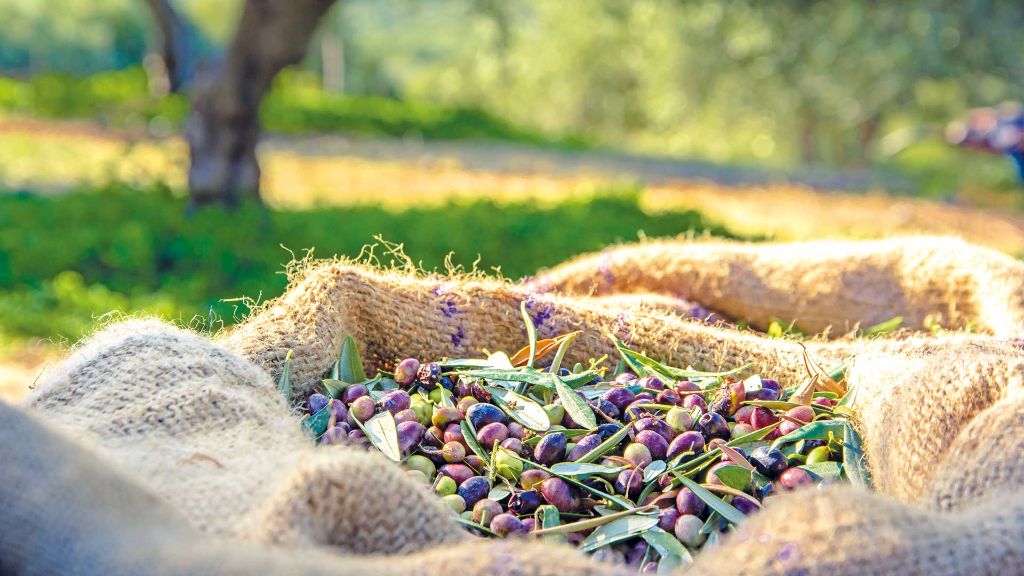 Glanzlichter Portugals Oliven