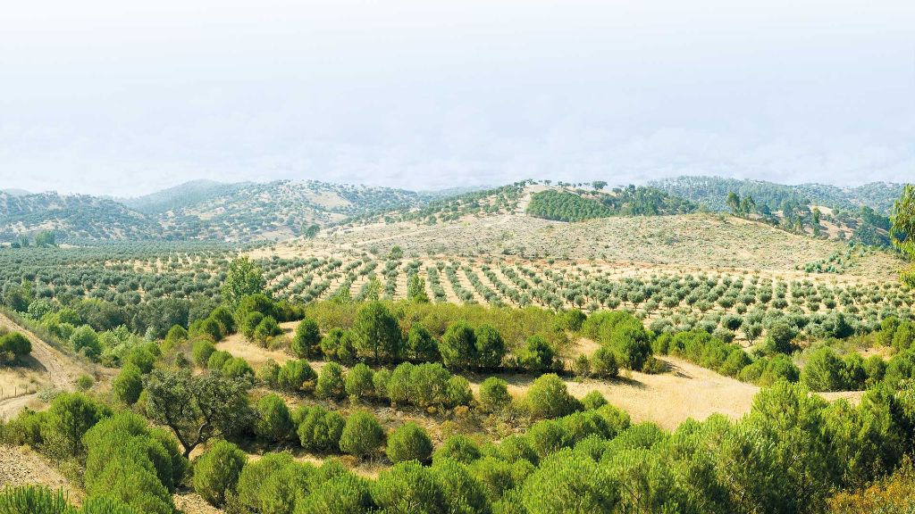 Algarve-und-Lissabon Idyllisches Alentejo
