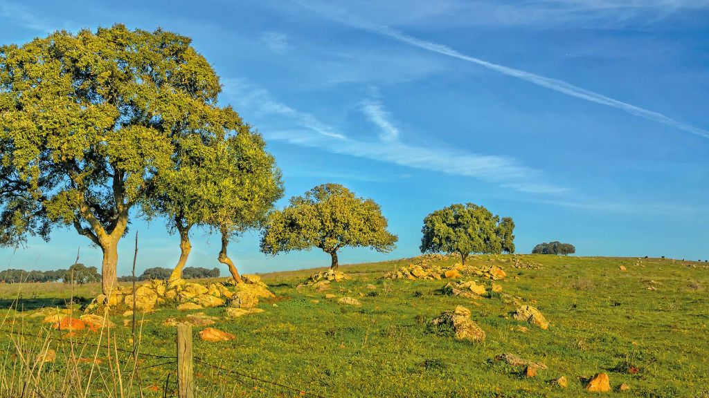 Algarve-und-Lissabon Korkeichen im Alentejo