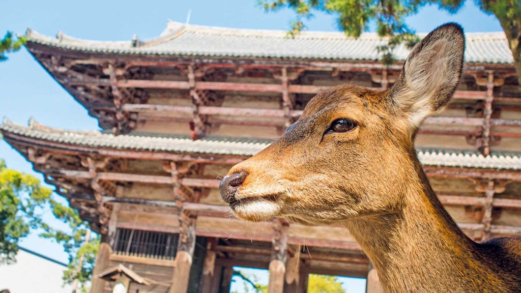 Faszination Japan Rehe in Nara