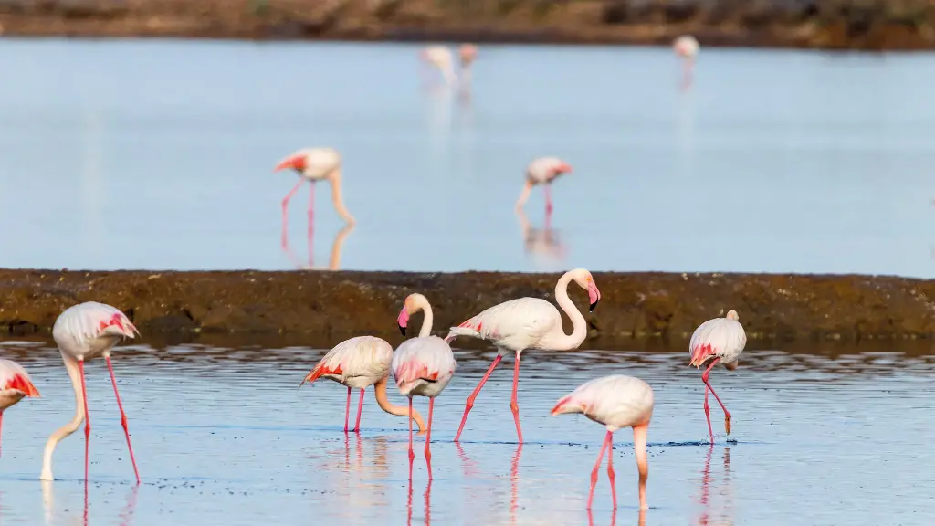 6094_unterwegs-an-der-costa-de-la-luz_flamingos