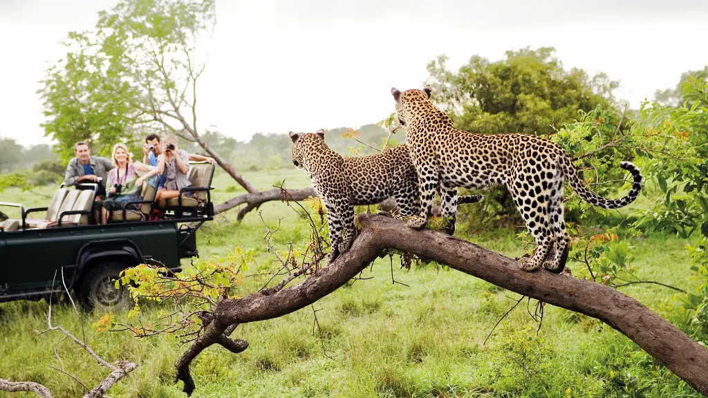 6600-01_Faszination-Suedafrika_safari_leopard