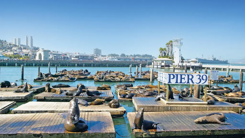 6618_Amerika-West_content_1920x1080px_Seehunde-am-Pier-39
