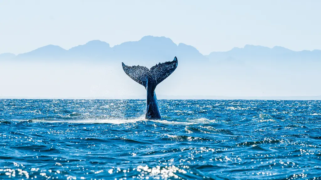 6653_Sagenhaftes-Island_content_1920x1080px_Spannende Wal- und Delfinbeobachtungsfahrt