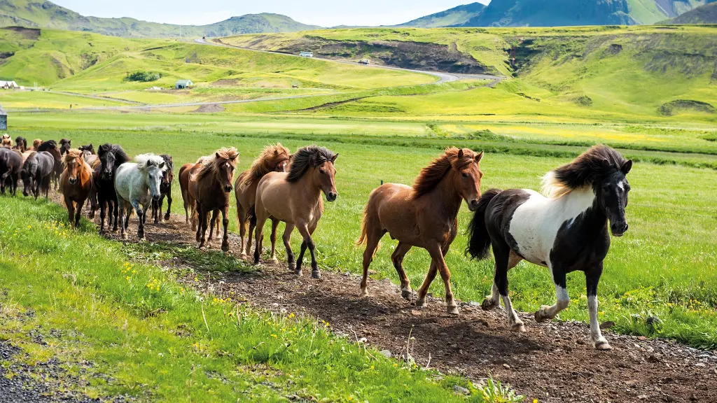 5366_Island-Faeroeer_content_1920x1080px_Icelandic-horses