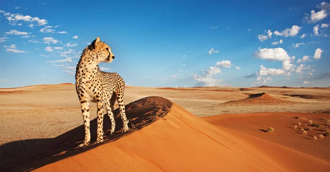 Magisches Namibia