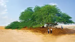 thumb image