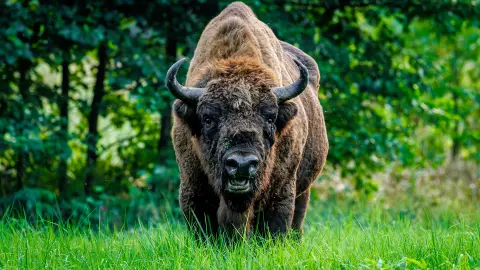 Tierbeobachtung im Wisentgehege (zubuchbar)-placeholder