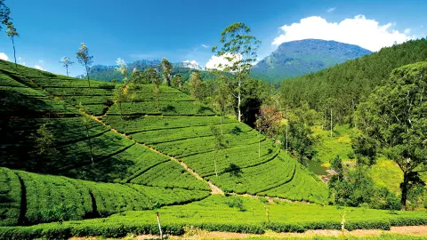5236-37-Sri-Lanka_content_1920x1080px_teeplantage-placeholder