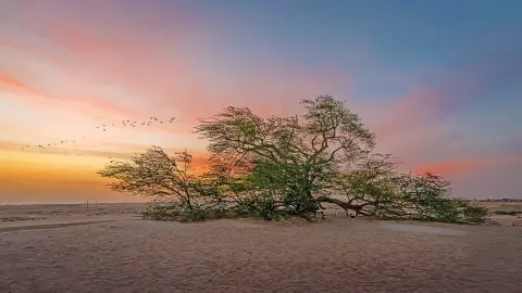 Bahrain  Die Perle im arabischen Golf - Baum des Lebens-placeholder