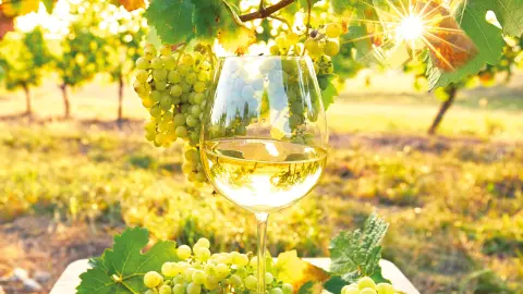 5382_Elsass-Vogesen_content_1920x1080px_weinprobe-placeholder