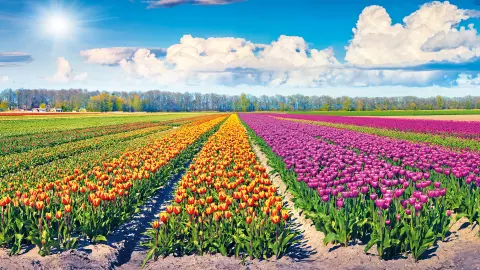 5526_Natürlich-Holland_content_1920x1080px_Tulpenfarm-placeholder