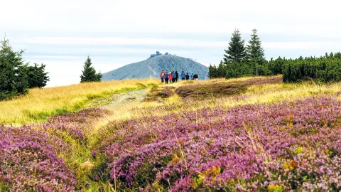 5539 Wandererlebnis Riesengebirge_content_1920x1080px_heidelandschaft-Wanderer-placeholder