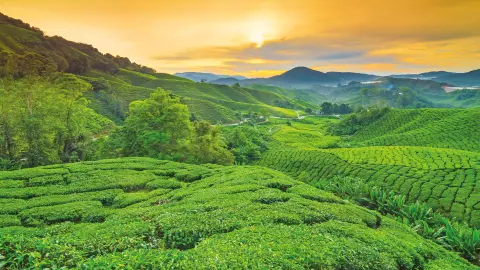 7088-89_Singapur & Malaysia_content_1920x1080px_Cameron-highlands-neu-placeholder