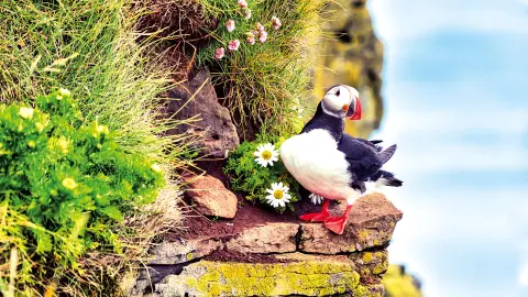 6653_Sagenhaftes-Island_content_1920x1080px_Isländische Artenvielfalt-placeholder