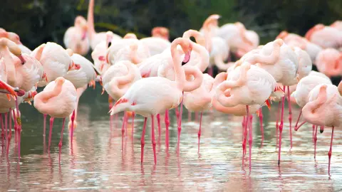 6659-60_Suedfrankreich_content_1920x1080px_flamingo-placeholder