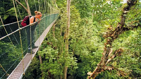 6802-03_Magische-Wunderwelt-Malaysia-und-Singapur_content_1920x1080px_baumwipfelpfad_taman-negara-placeholder