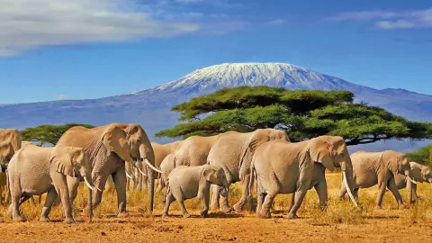 6804_Kenia_content_1920x1080px_Elefanten-placeholder