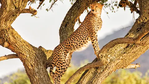 6804_Kenia_content_1920x1080px_Gepard-placeholder