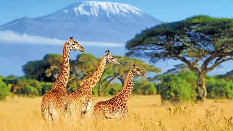 6804_Kenia_content_1920x1080px_Giraffen-Kilimanscharo_Titel-placeholder