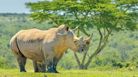6804_Kenia_content_1920x1080px_Nashorn-placeholder