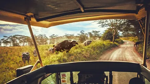 6804_Kenia_content_1920x1080px_Safari_Bueffel-placeholder