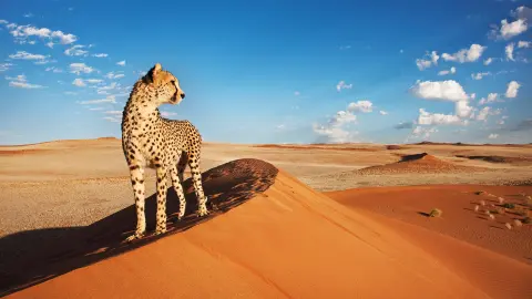 6812-13_Namibia_content_1920x1080px_Gepard_TITEL-placeholder