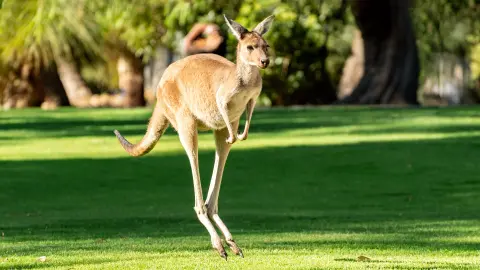 6848_Australien_content_1920x1080px_Känguru-im-Yanchep-Nationalpark-placeholder