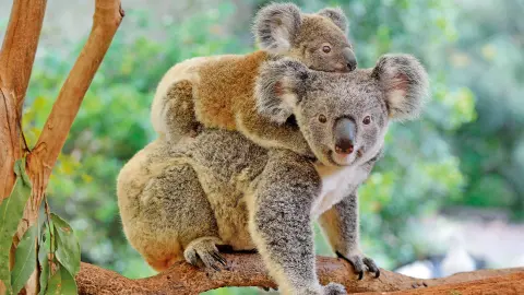 6848_Australien_Koalas-placeholder