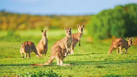 6848_Australien_Känguru-placeholder