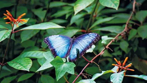 6831_Costa-Rica_content_1920x1080px_Blauer-Morphofalter-placeholder