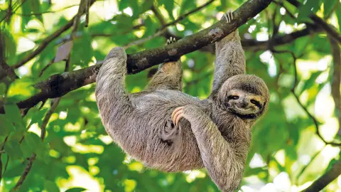 6831_Costa-Rica_content_1920x1080px_Freundliche-Faultiere-placeholder