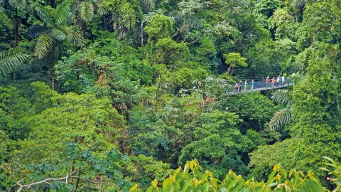 6831_Costa-Rica_content_1920x1080px_Haengebruecke-im-Regenwald-placeholder