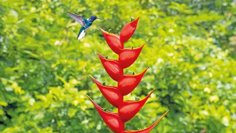 6831_Costa-Rica_content_1920x1080px_Kolibri-placeholder