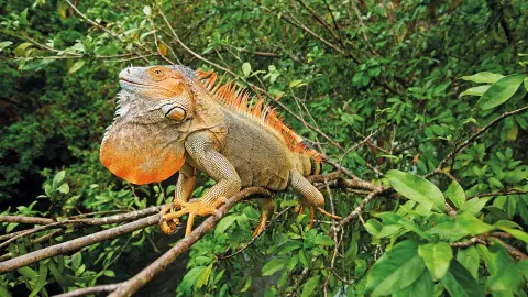 6831_Costa-Rica_content_1920x1080px_Leguan-placeholder