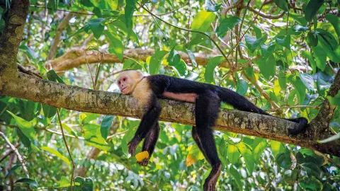 6831_Costa-Rica_content_1920x1080px_Panama-Kapuzineraffe-placeholder