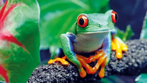 6831_Costa-Rica_content_1920x1080px_Rotaugenlaubfrosch-placeholder