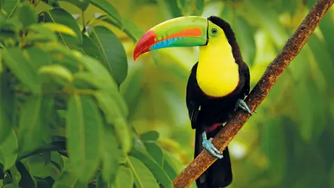 6831_Costa-Rica_content_1920x1080px_Toucan-placeholder