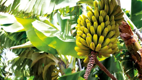 7039_Premium-Kurlaub auf La Palma_Das-optimale-Klima-für-Südfrüchte--placeholder