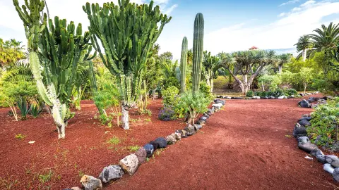 7203-04 Inseltraum Teneriffa_content_1920x1080px_botanischer-garten_puerto-de-la-cruz-placeholder
