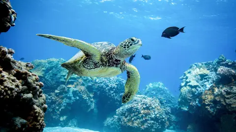 HRG111_Aegypten-Unser_Sonnenhit_Schildkroete-placeholder