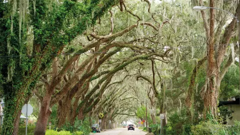 CTL111_Amerikas-Suedstaaten_content_1920x1080px_St-Augustine_Magnolia-Avenue-placeholder