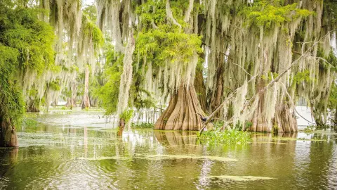 CTL111_Amerikas-Suedstaaten_content_1920x1080px_bayou-placeholder