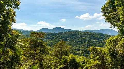 Tijuca-Wald-placeholder