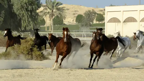 7201-02_BAH114-115_Bahrain+Saudi-Arabien_25-EV_content_1920x1080px_Arab_Pferde-2-placeholder