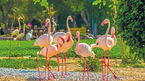 7201-02_BAH114-115_Bahrain+Saudi-Arabien_content_1920x1080px_Besuch-des-Al-Areen-Wildlife-placeholder
