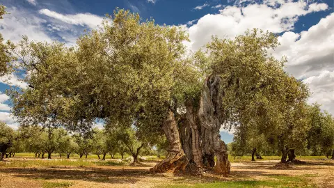 7082-83_BCN116_Costa_Dorada_fuer_alle_Sinne_content_1920x1080px_olivenbaum-placeholder